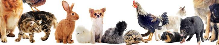 Animales  Segunda Mano   España - Comprar y vender en Poner anuncios gratis